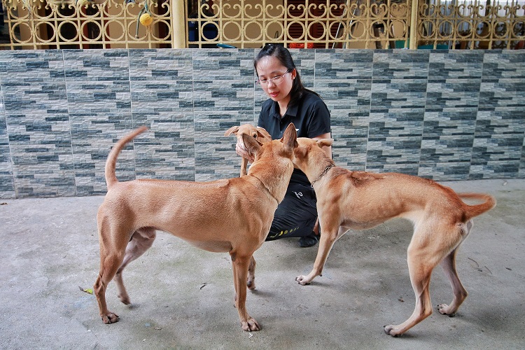 3 Chú Chó Phú Quốc Độc Nhất Việt Nam