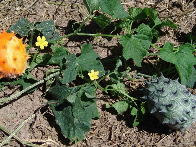 TIEUDE_BAIVIET_KHONGDAU