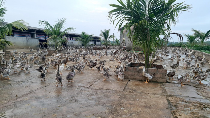 “Vươn vịt biển” và cuộc sống bình yên bên Cống Rộc 3