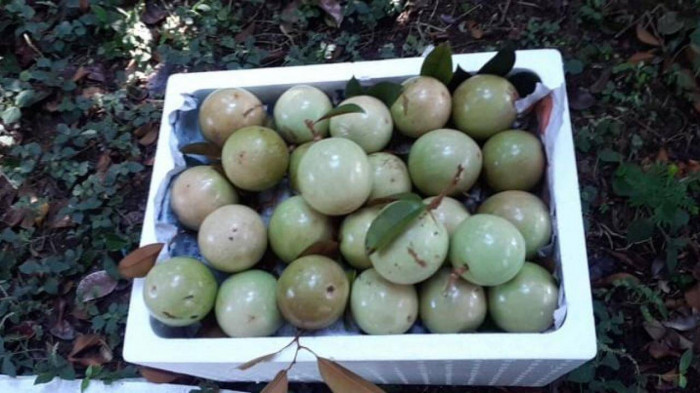 chuyện trái vú sữa