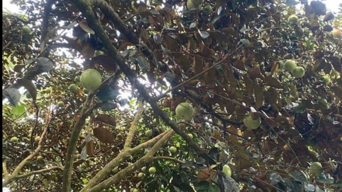 chuyện trái vú sữa