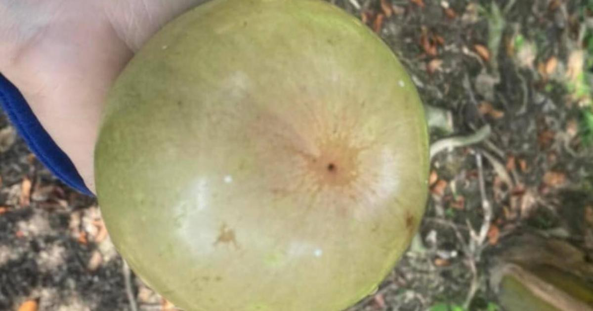 Chuyện trái vú sữa 'lưu lạc' được đưa về 'cố hương' bán giá cao