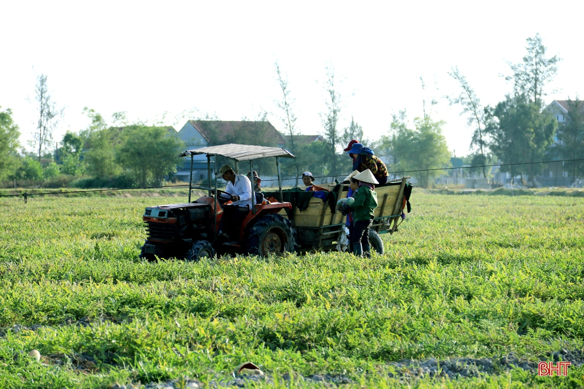 Mê dưa, người đàn ông ở Hà Tĩnh “chơi lớn” trên đồng đất cát