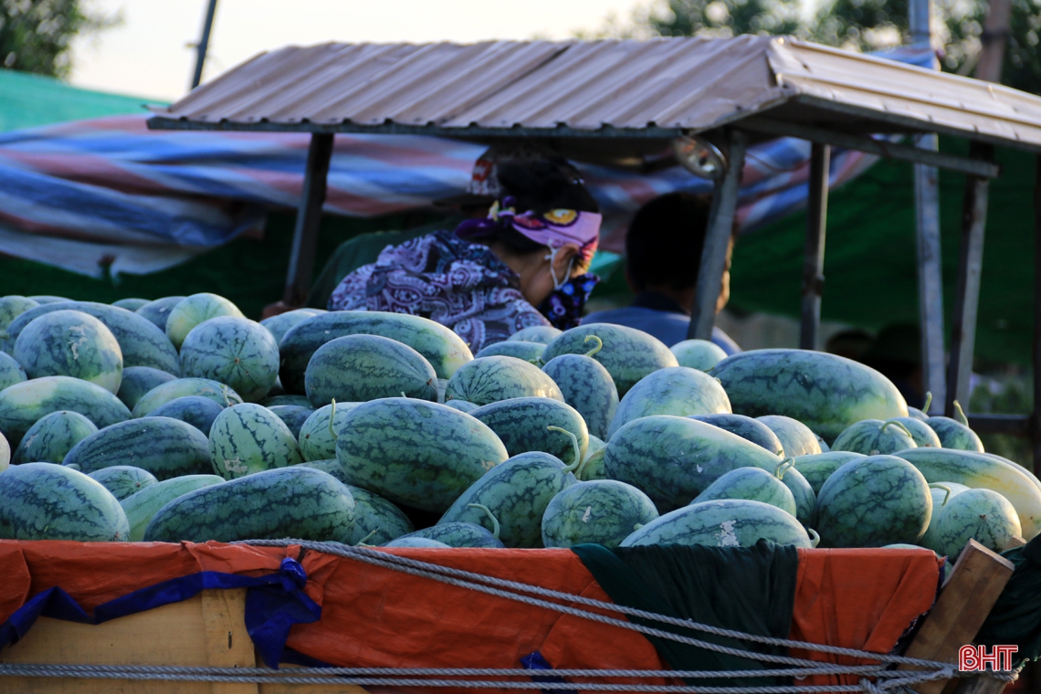 Mê dưa, người đàn ông ở Hà Tĩnh “chơi lớn” trên đồng đất cát