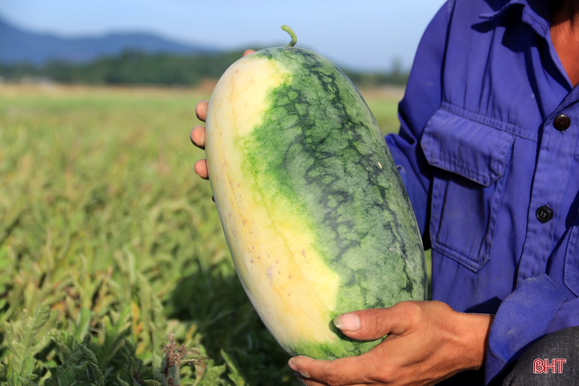Mê dưa, người đàn ông ở Hà Tĩnh “chơi lớn” trên đồng đất cát