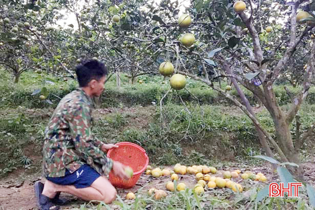 Nông dân Hà Tĩnh xót xa nhìn hàng trăm ha cam rụng quả vì mưa lũ