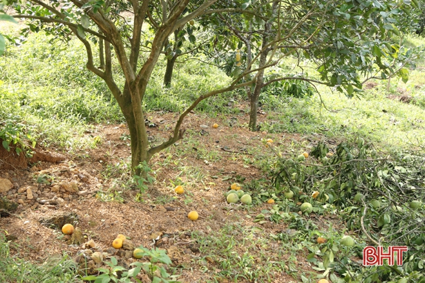 Nông dân Hà Tĩnh xót xa nhìn hàng trăm ha cam rụng quả vì mưa lũ