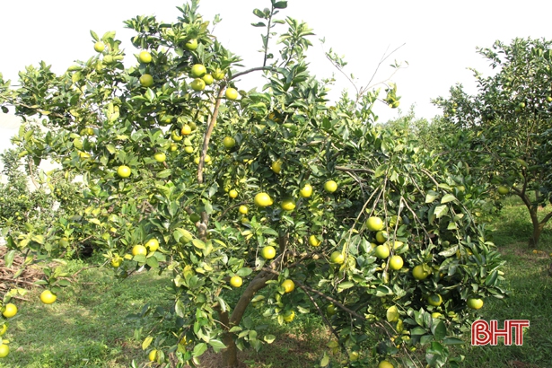 Nông dân Hà Tĩnh xót xa nhìn hàng trăm ha cam rụng quả vì mưa lũ