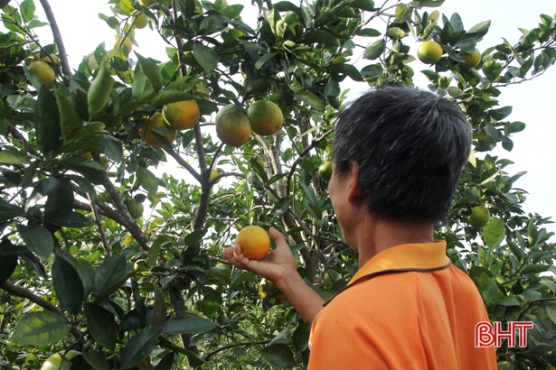 Nông dân Hà Tĩnh xót xa nhìn hàng trăm ha cam rụng quả vì mưa lũ