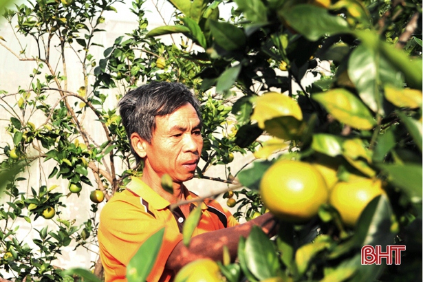Nông dân Hà Tĩnh xót xa nhìn hàng trăm ha cam rụng quả vì mưa lũ