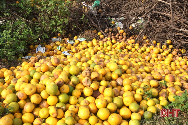 Nông dân Hà Tĩnh xót xa nhìn hàng trăm ha cam rụng quả vì mưa lũ