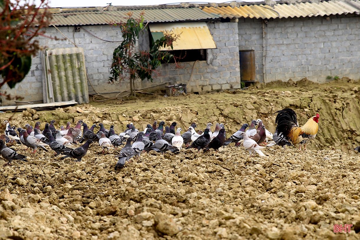 Tích tụ ruộng đất - từ chuyện những người “mê ruộng” và khát vọng nền nông nghiệp hiện đại (bài 1): Dốc vốn tích tụ 5 ha đất, ông nông dân “gàn” xây mô hình 4 tầng nấc