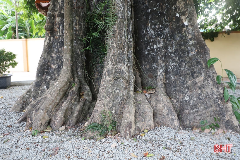 Ngắm cây thị gần 500 tuổi ở Hà Tĩnh quả chín thơm ngào ngạt