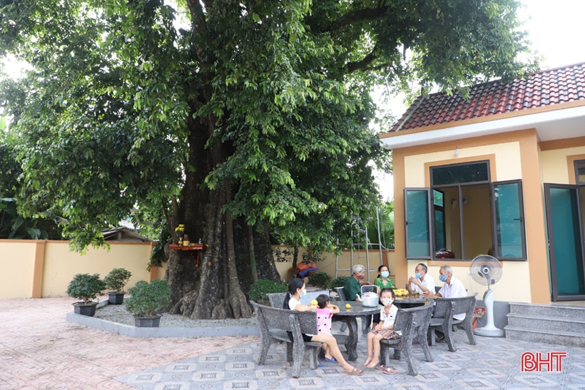 Ngắm cây thị gần 500 tuổi ở Hà Tĩnh quả chín thơm ngào ngạt