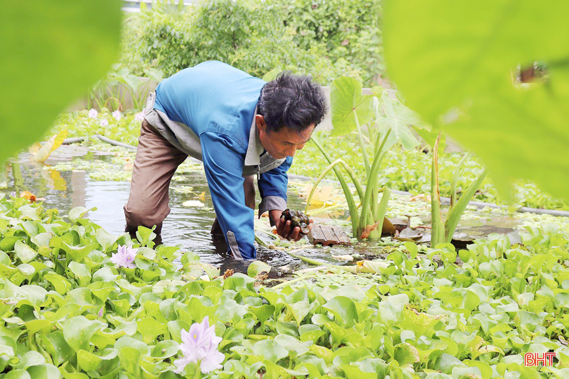 Từ nuôi lươn thoát nghèo thành ông chủ mô hình kinh tế doanh thu hàng tỷ đồng