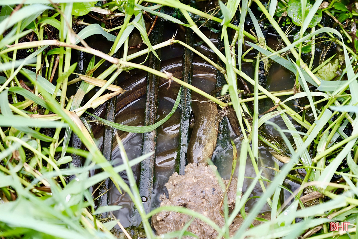 Từ nuôi lươn thoát nghèo thành ông chủ mô hình kinh tế doanh thu hàng tỷ đồng