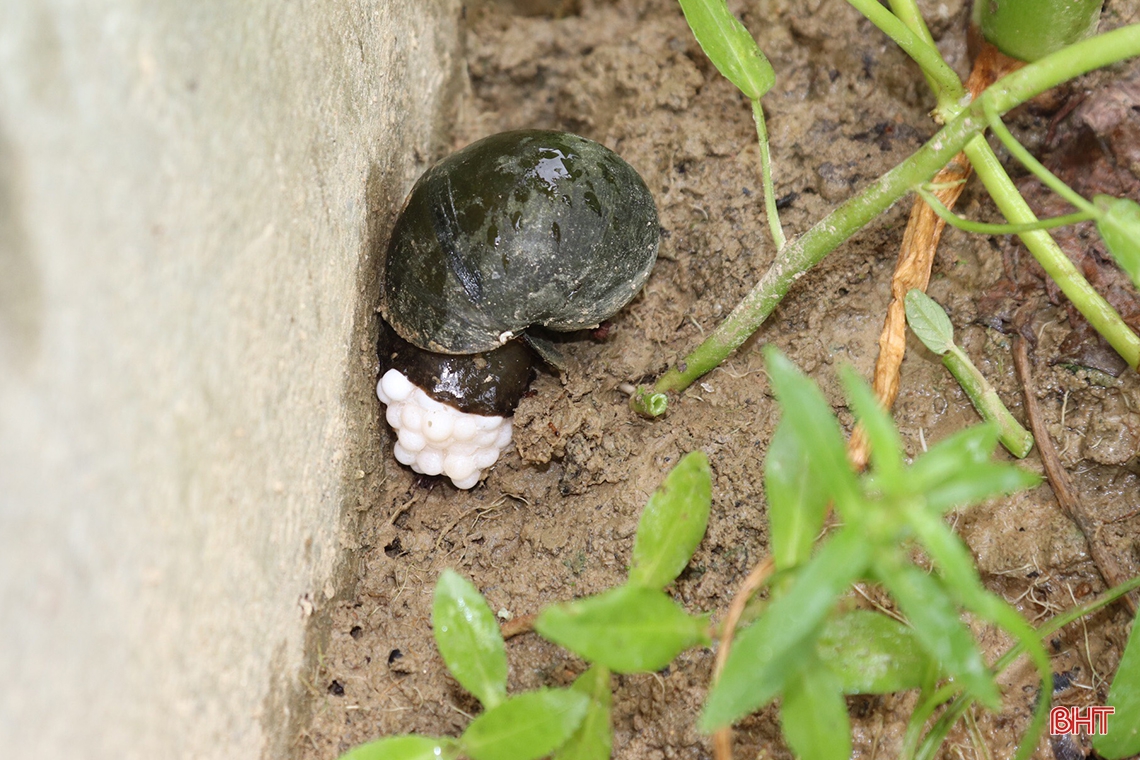 Từ nuôi lươn thoát nghèo thành ông chủ mô hình kinh tế doanh thu hàng tỷ đồng
