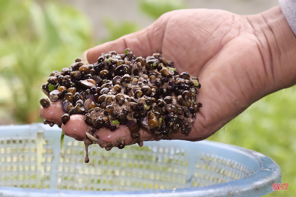 Từ nuôi lươn thoát nghèo thành ông chủ mô hình kinh tế doanh thu hàng tỷ đồng