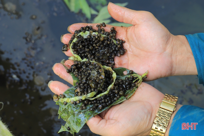 Khi kỹ sư xây dựng… nuôi ốc bươu