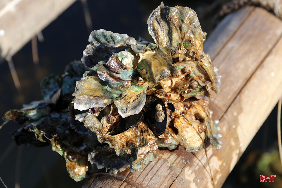 Nuôi “thần dược” trên dây, nông dân TX Kỳ Anh thu hàng chục triệu đồng mỗi vụ