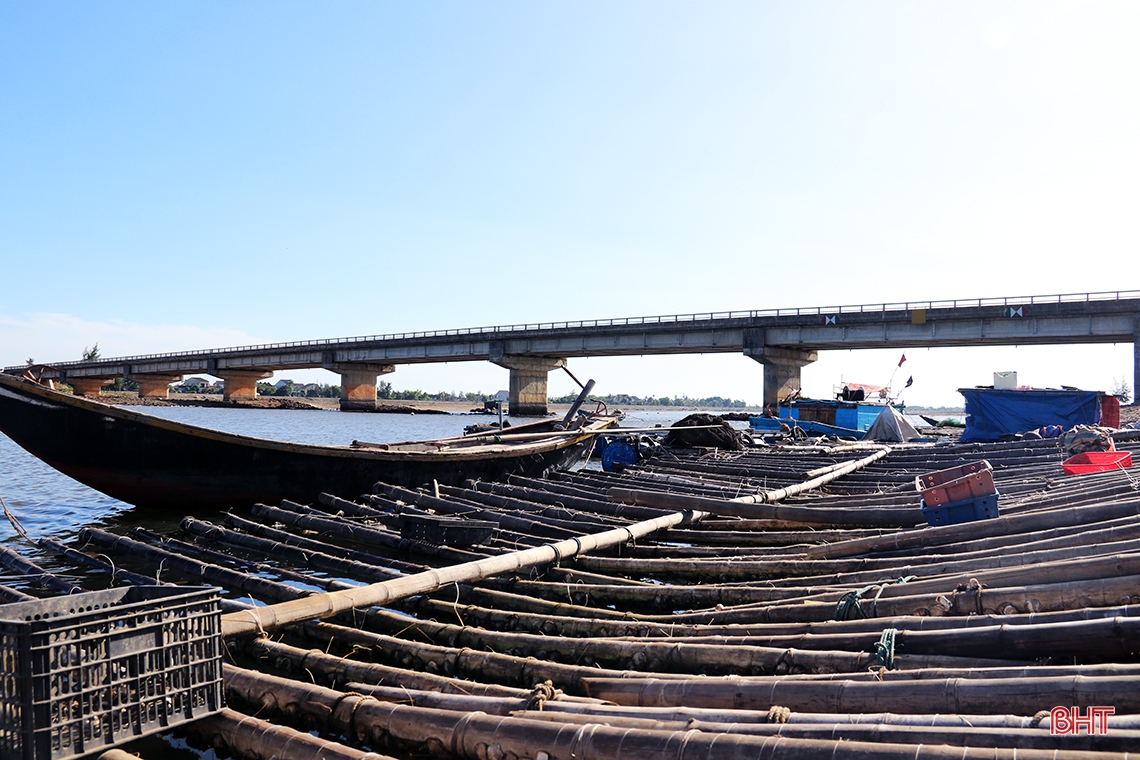 Nuôi “thần dược” trên dây, nông dân TX Kỳ Anh thu hàng chục triệu đồng mỗi vụ