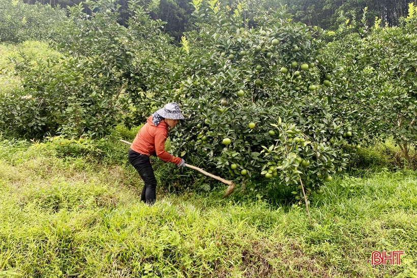 Kiên trì khởi nghiệp, vợ chồng ở vùng đồi Vũ Quang hái quả ngọt
