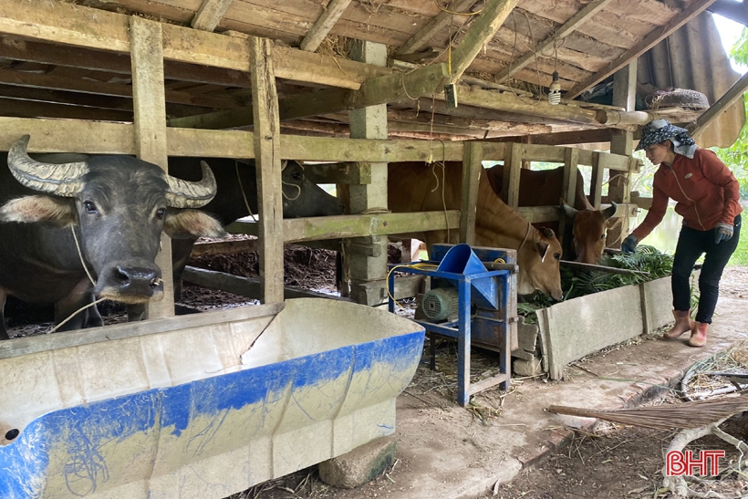 Kiên trì khởi nghiệp, vợ chồng ở vùng đồi Vũ Quang hái quả ngọt