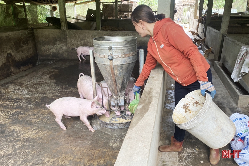 Kiên trì khởi nghiệp, vợ chồng ở vùng đồi Vũ Quang hái quả ngọt