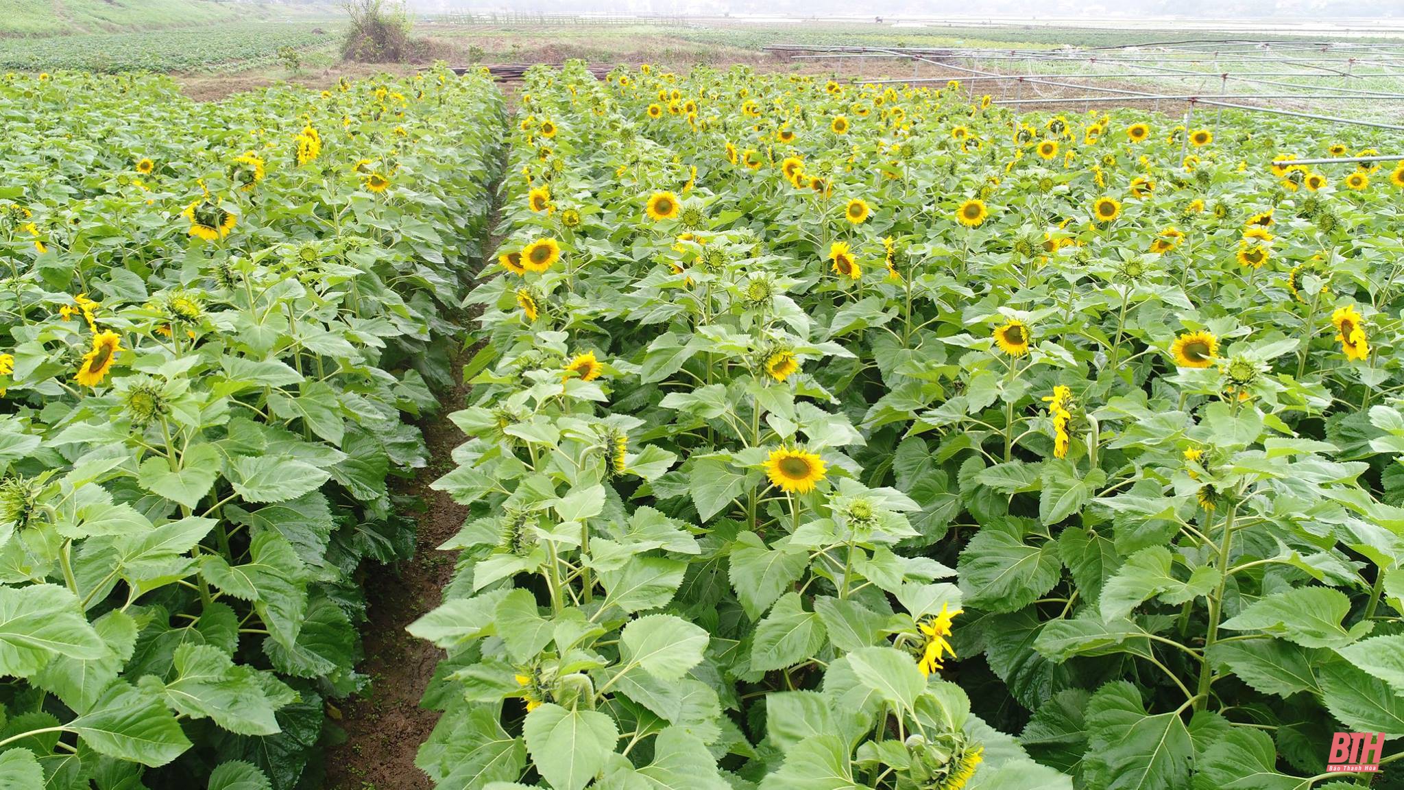 Mê mẩn ngắm nông trại cừu và hoa tại Thanh Hóa