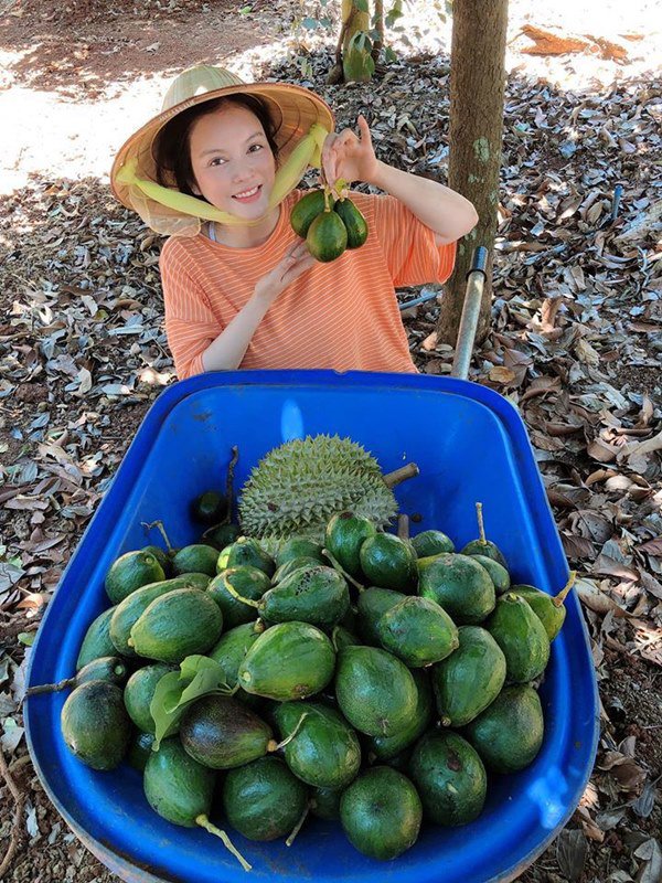 Về quê tránh dịch, Lý Nhã Kỳ đẩy xe rùa đi thu hoạch hoa quả trong nông trại 50ha