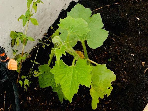 mc dai nghia lam vuon rau thuy canh tren san thuong, muot mat khong kem nha ly hai - 11