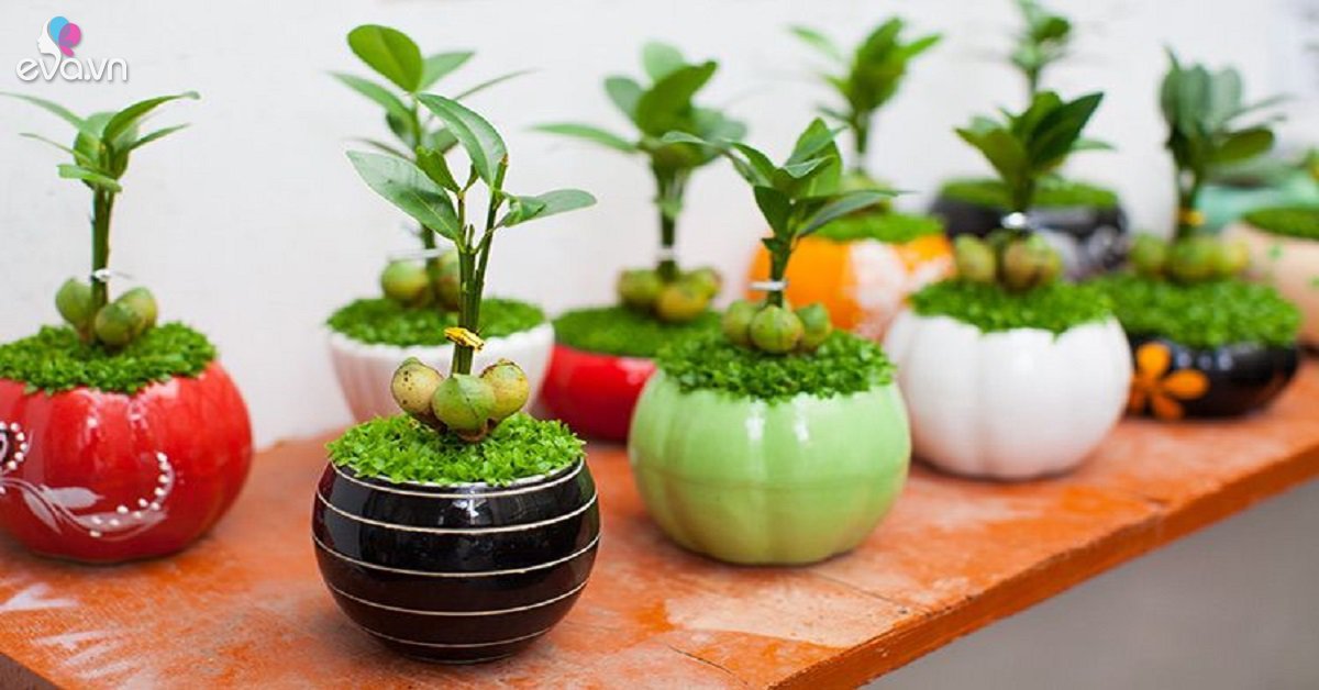 Cây tài lộc còn được gọi là cây