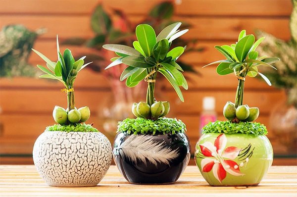 cay tai loc con duoc goi la cay