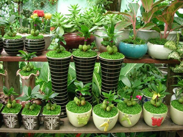 cay tai loc con duoc goi la cay