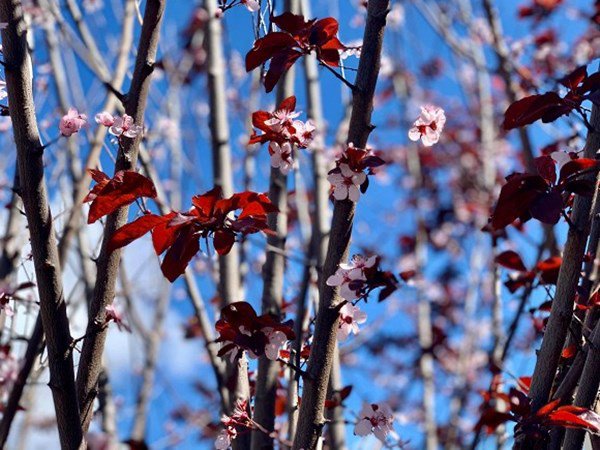 theo gia dinh sang my dinh cu, dieu huong khoe khong gian nha ngap cay coi - 11