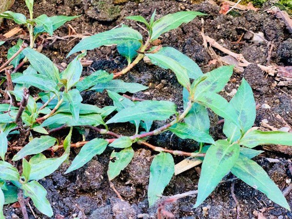 theo gia dinh sang my dinh cu, dieu huong khoe khong gian nha ngap cay coi - 12