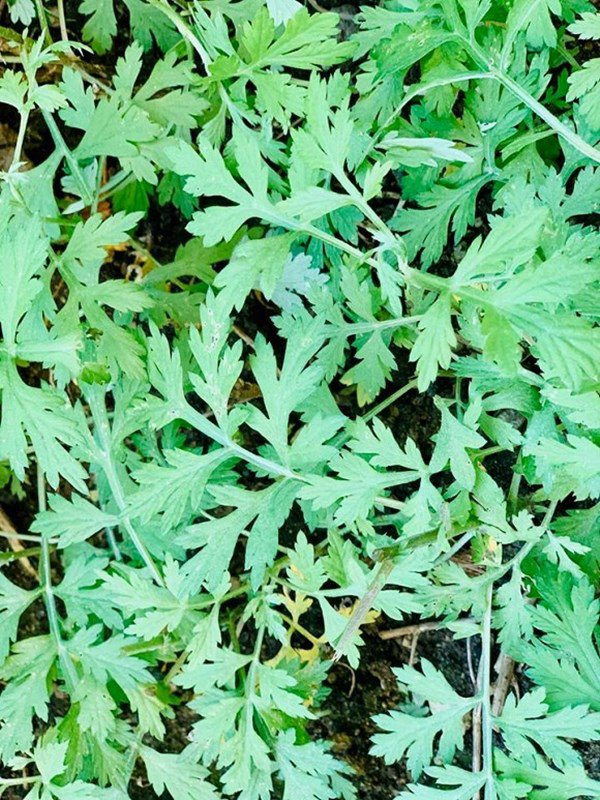 theo gia dinh sang my dinh cu, dieu huong khoe khong gian nha ngap cay coi - 13