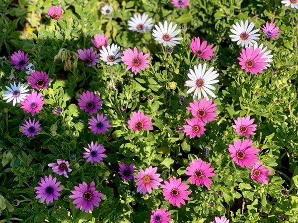 theo gia dinh sang my dinh cu, dieu huong khoe khong gian nha ngap cay coi - 15