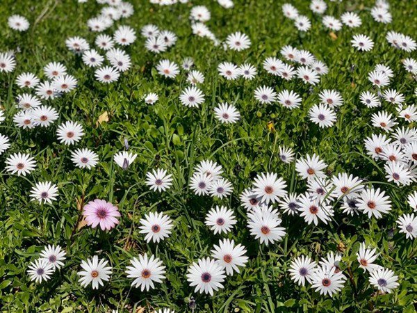 theo gia dinh sang my dinh cu, dieu huong khoe khong gian nha ngap cay coi - 16
