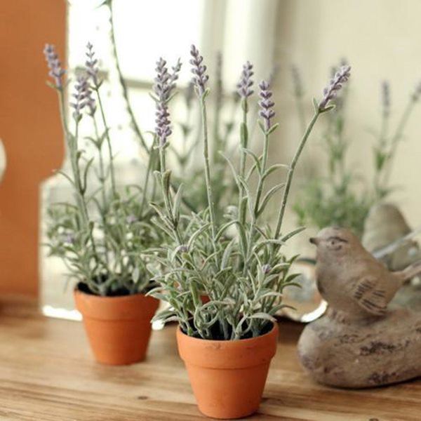 8 loai hoa thom nhu nuoc hoa, trong ban cong dua huong nuc ca nha - 3