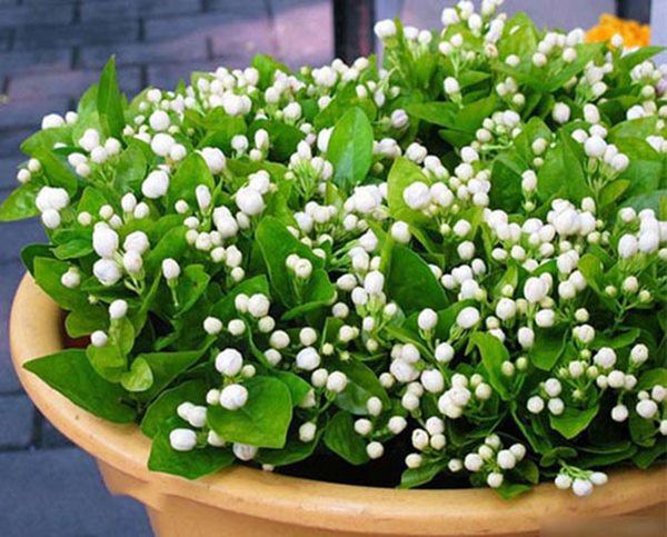 8 loai hoa thom nhu nuoc hoa, trong ban cong dua huong nuc ca nha - 5