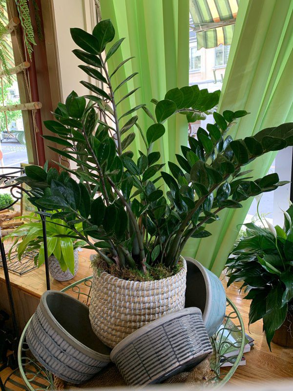 5 loai cay menh danh