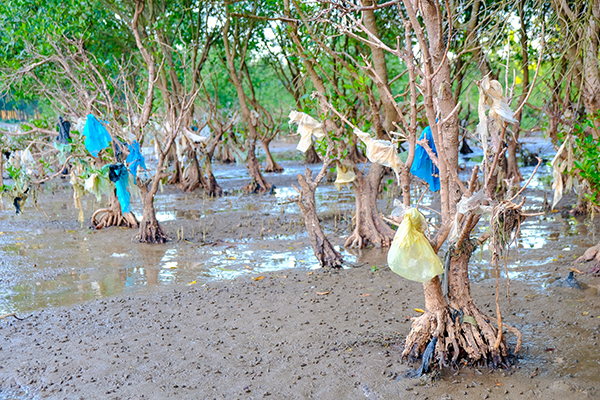 A mangrove swamp in Thanh Hoa