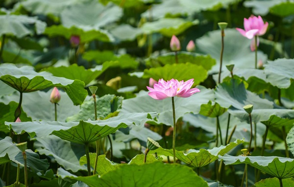 In 2011, Pink lotus led the vote for Vietnam's national flower, however, it is not officially recognized by now.