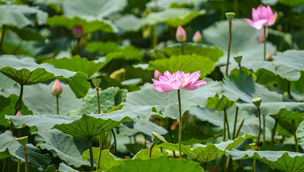 Lotus blossoms flourish in Hanoi’s streets