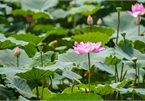 Lotus blossoms flourish in Hanoi’s streets