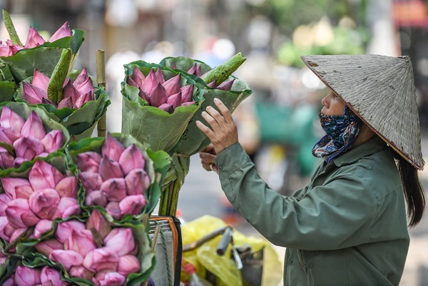 The lotus flower season annually begins from the end of May through June. A flower peddler on Mai Xuan Thuong said that she could sell averagely over 20 bouquets of lotus flowers per day thanks to the bumper crop of lotus blooming this year.