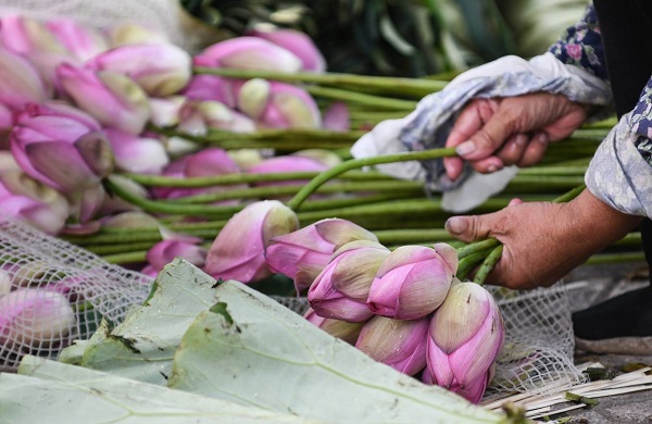 Other seller told that she usually buys 50 to 100 bouquets of lotus flowers at the Quang Ba wholesale market and then separate them to bundles of ten flowers for retail sales, costing VND50,000 (US$2.1) to VND60,000 (US$2.6) each.