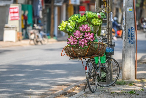 Unlike other kinds of flowers which can be sold through the day, lotus flower peddlers just show up at Mai Xuan Thuong, Thuy Khue and Ly Nam De streets after 7.30 am because the lotus flowers are usually picked at dawn.
