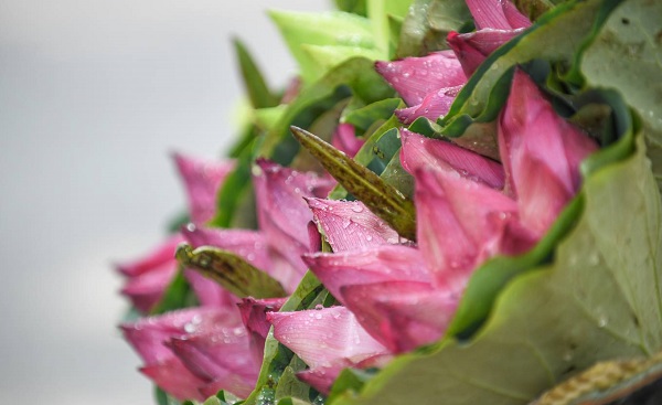  Due to the high temperature, the hawkers preserve the freshness and beauty of lotus flowers by watering them constantly during the day.